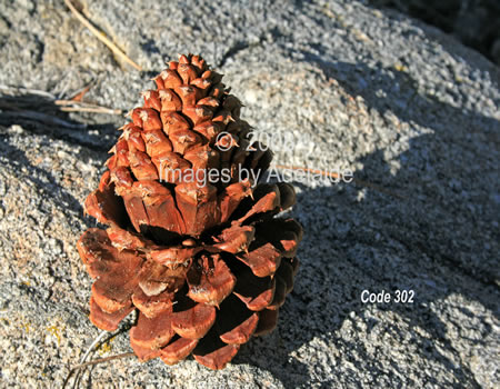 Jeffrey Pinecone